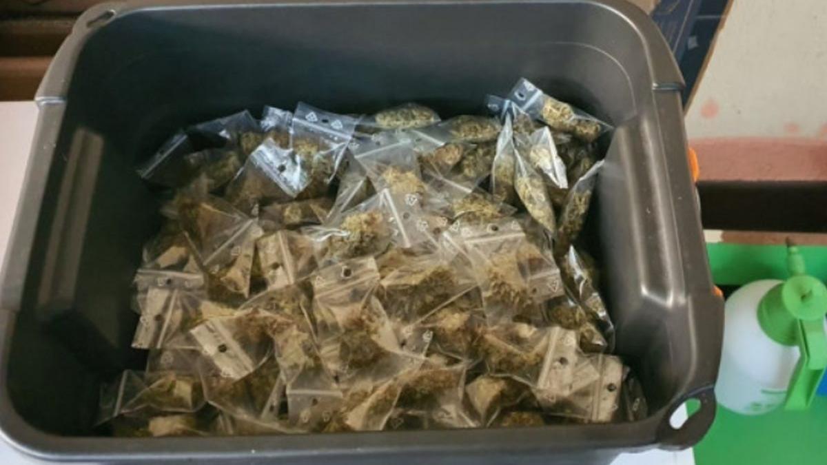 plante canabis subsol giurgiu