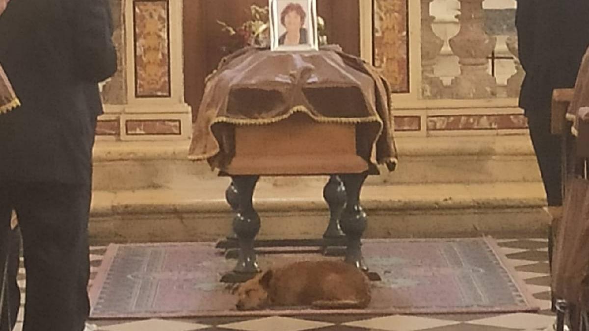 moment emotionant caine condus stapana ultimul drum