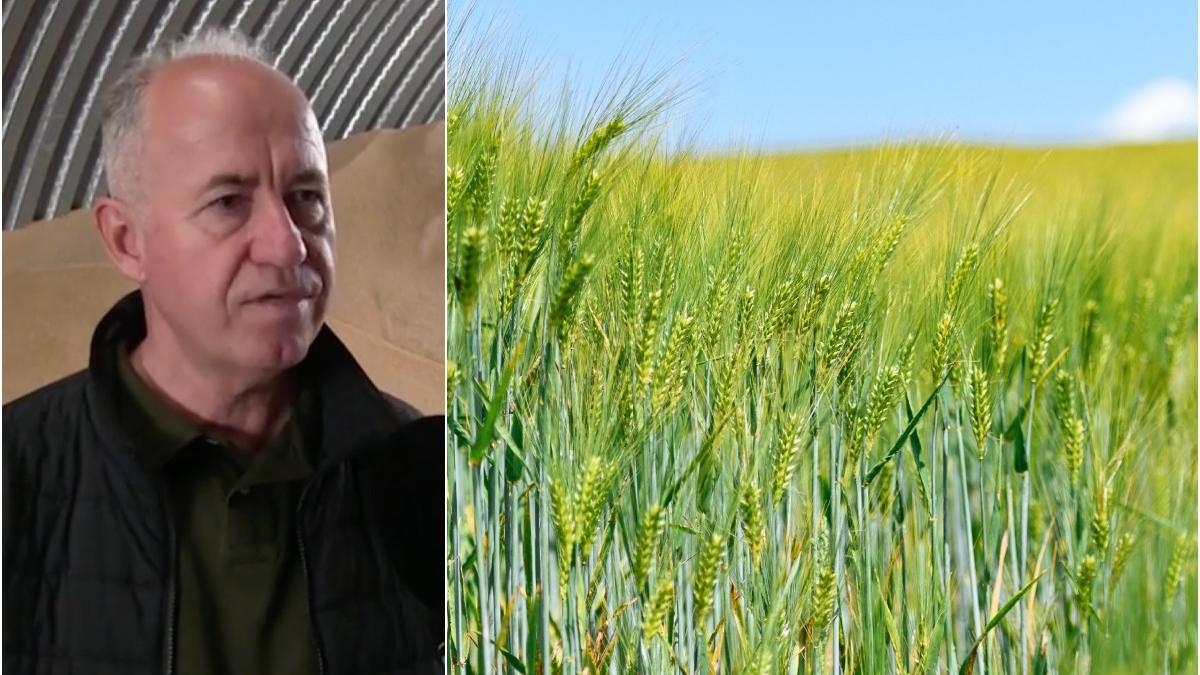 recolte cereale romania 2023