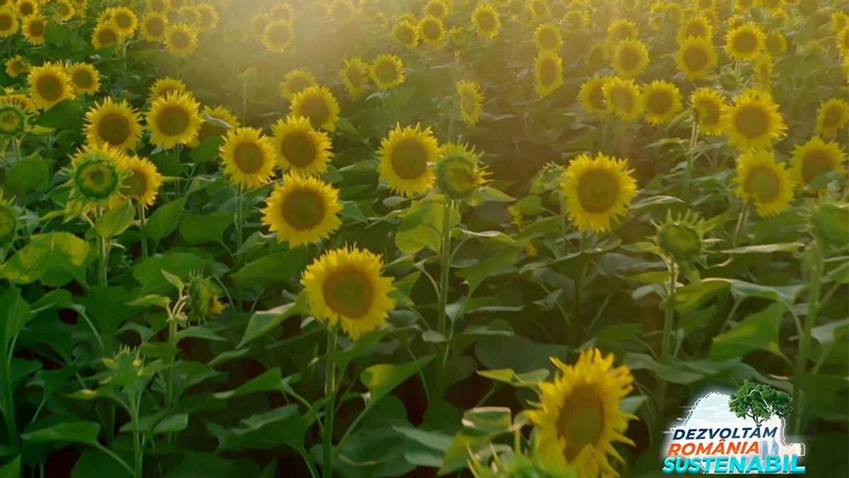 100 de idei de business pentru romania