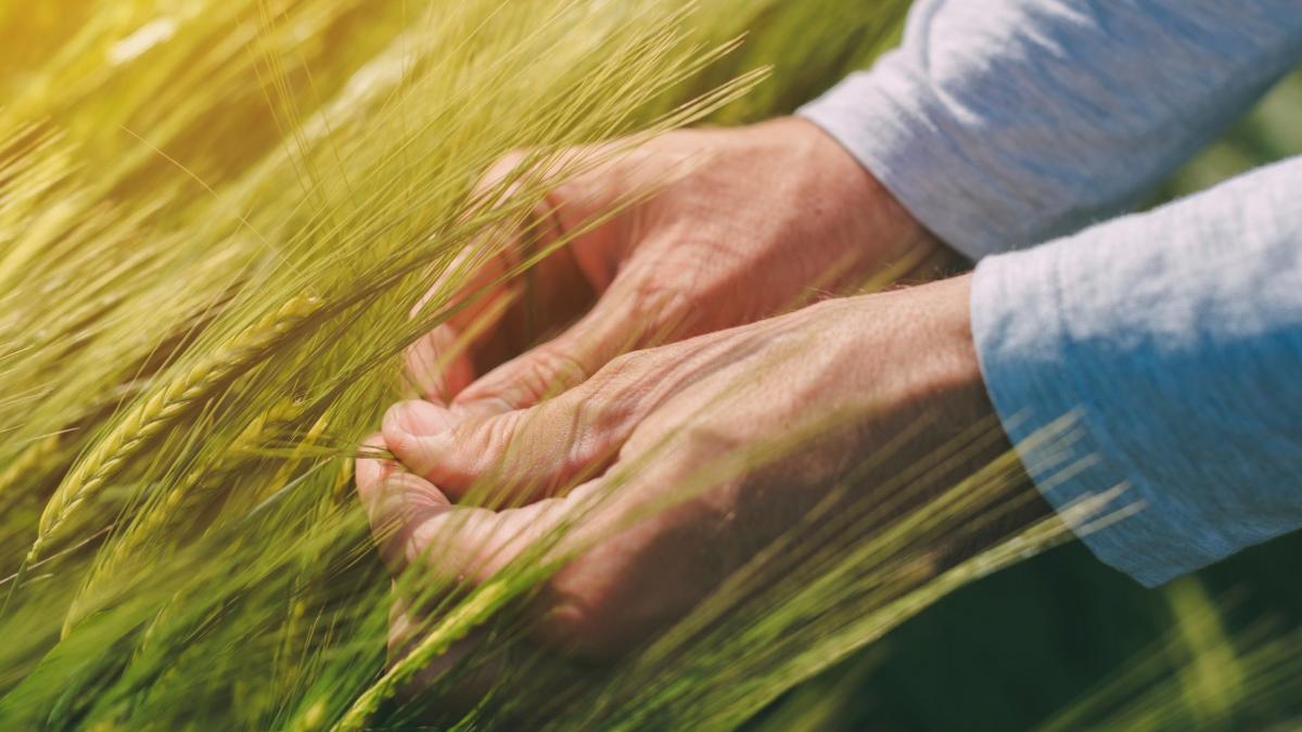 guvern aproba fonduri fermieri afectati seceta