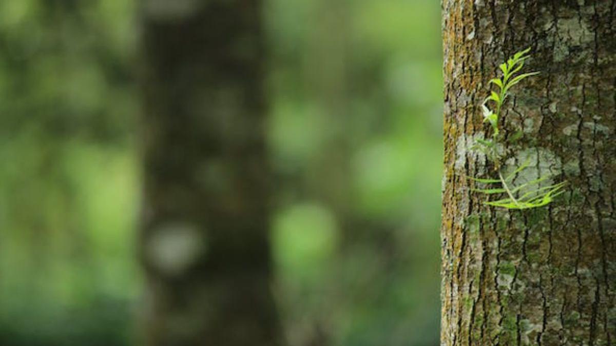 remediu scoarta crapata copaci