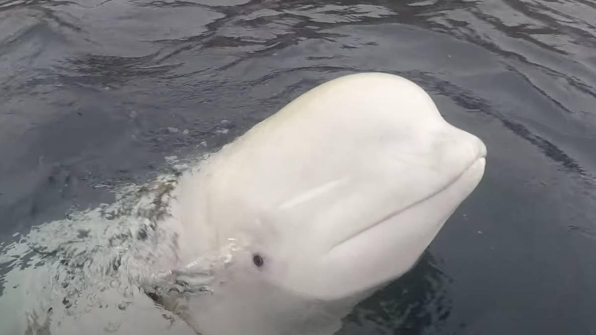 balena ruseasca spion observata ape nato