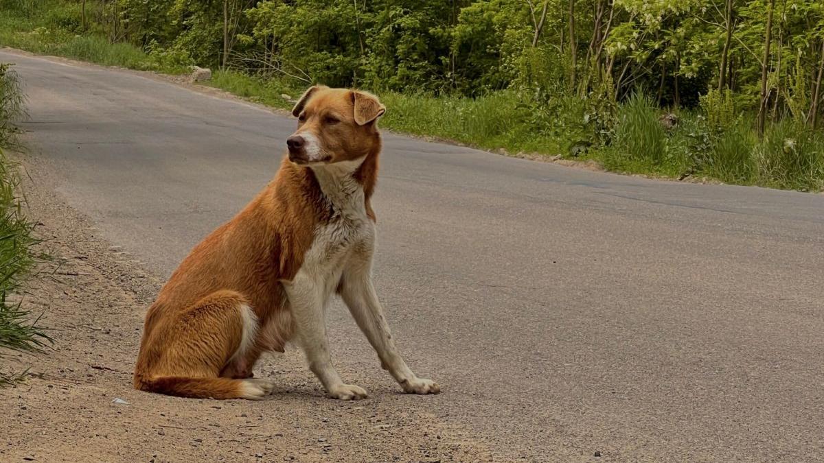 catelusa bella iasi pui mort mers 6 km barbat mancare padure
