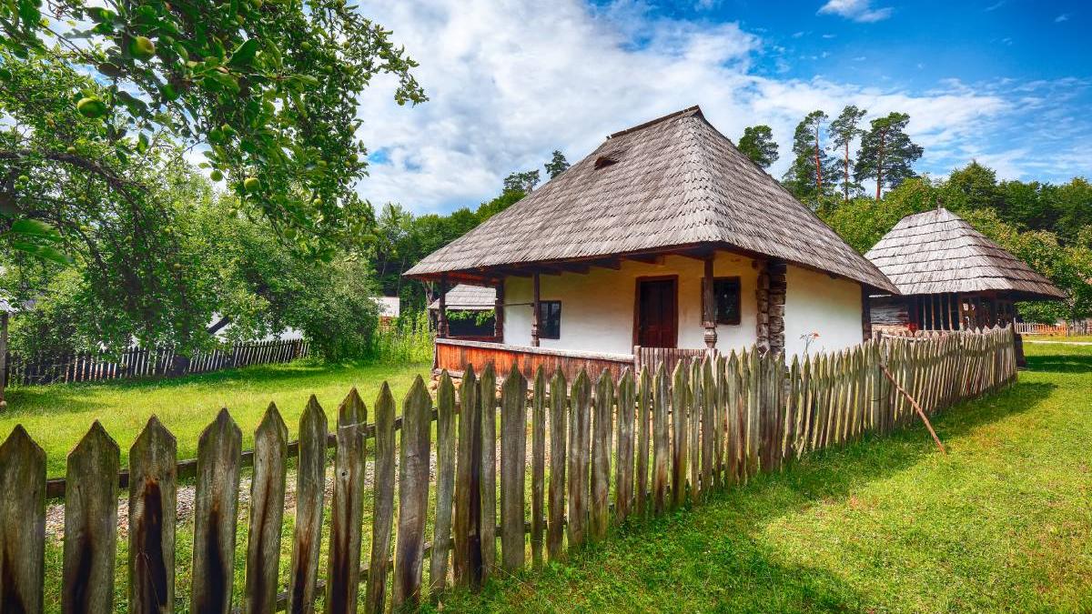 animal nu simte gust dulce pisica