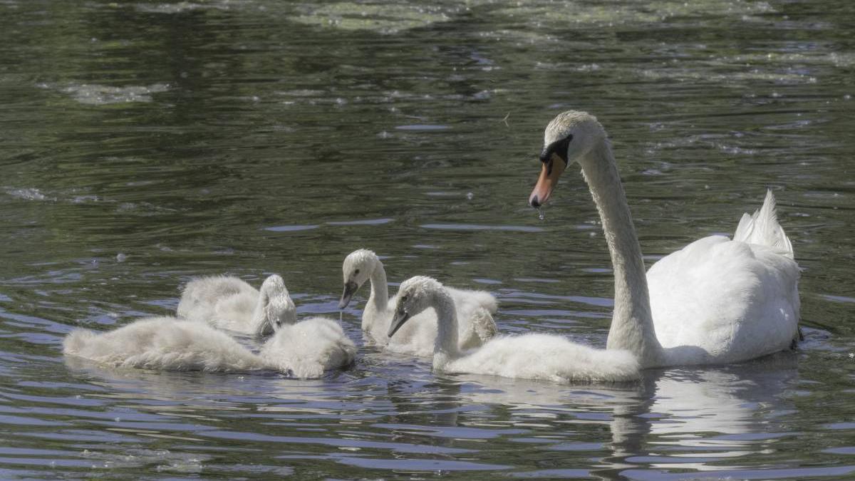 trei adolescenti omorat lebada furat pui crezut rata mare