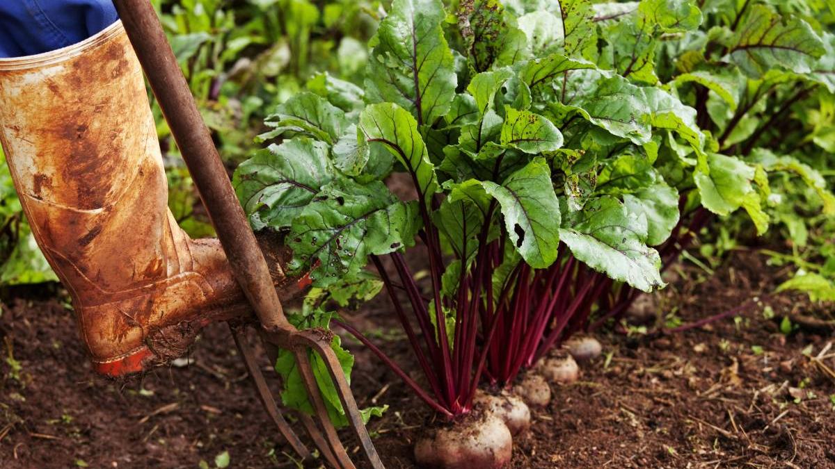 zahar romanesc sfecla import