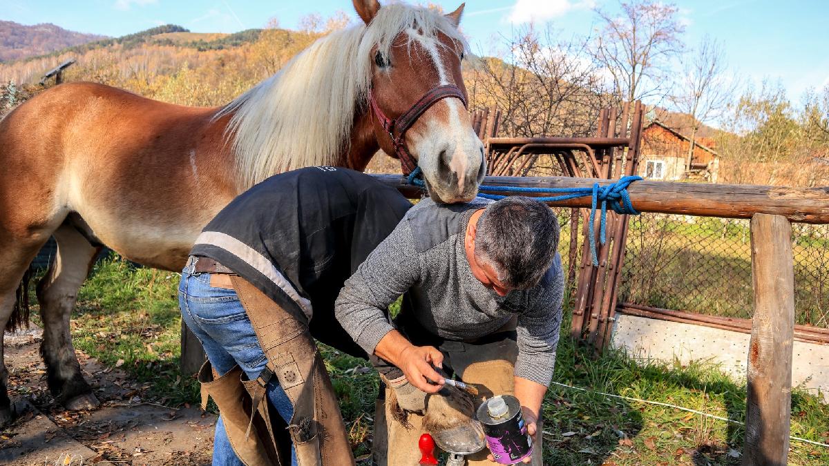 o viata ce se invarte in jurul cailor o familie din satu mare si a amenajat o potcovarie mobila