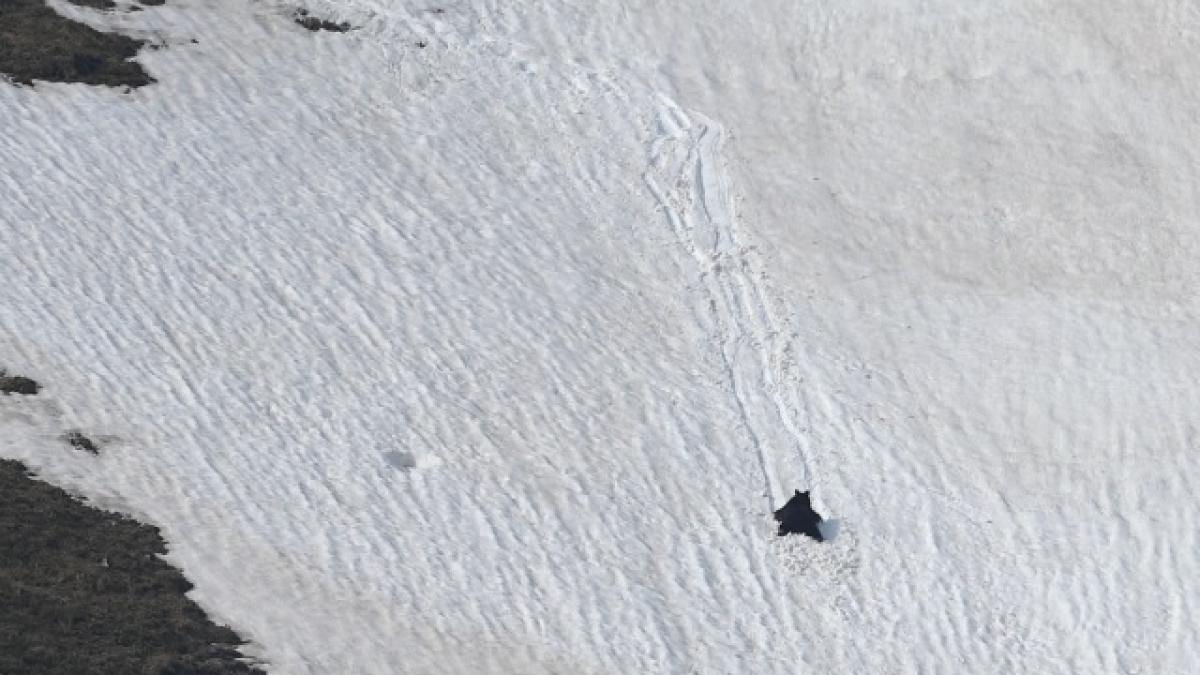 urs zapada fagaras derdelus