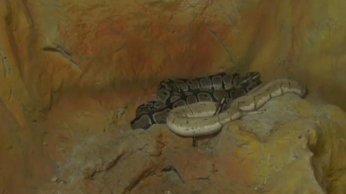 animale salbatice serpi ursi blocuri romania