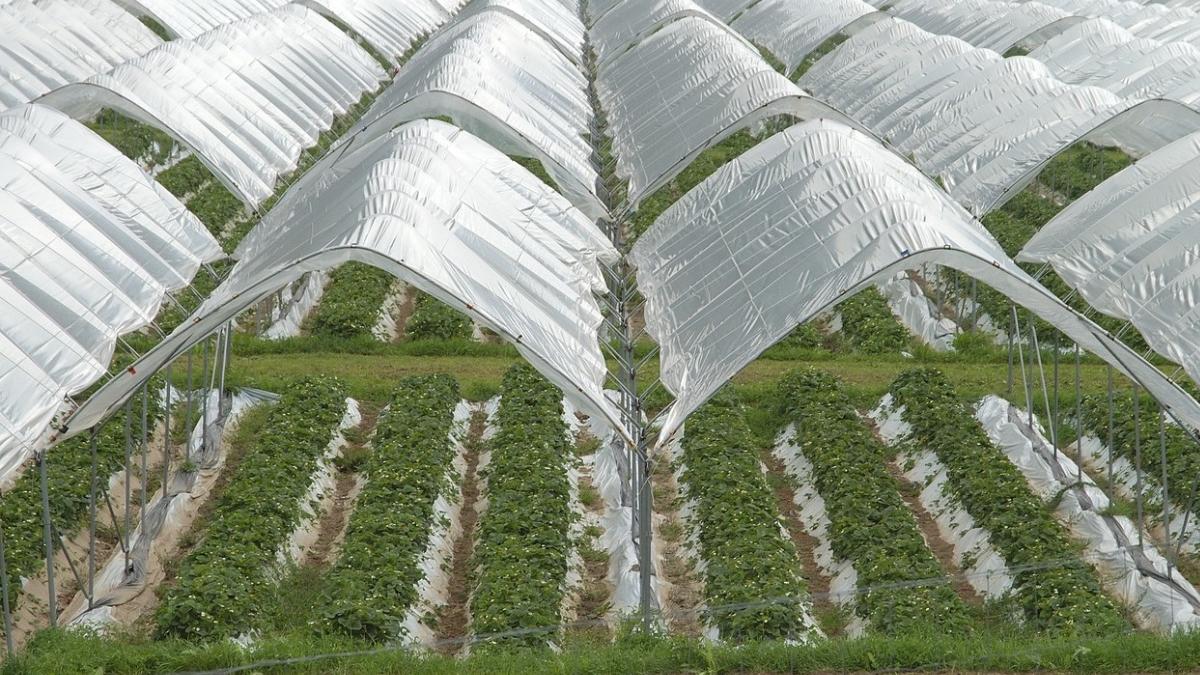 sprijin financiar 10 000 lei hectar producatori romani schema ajutor