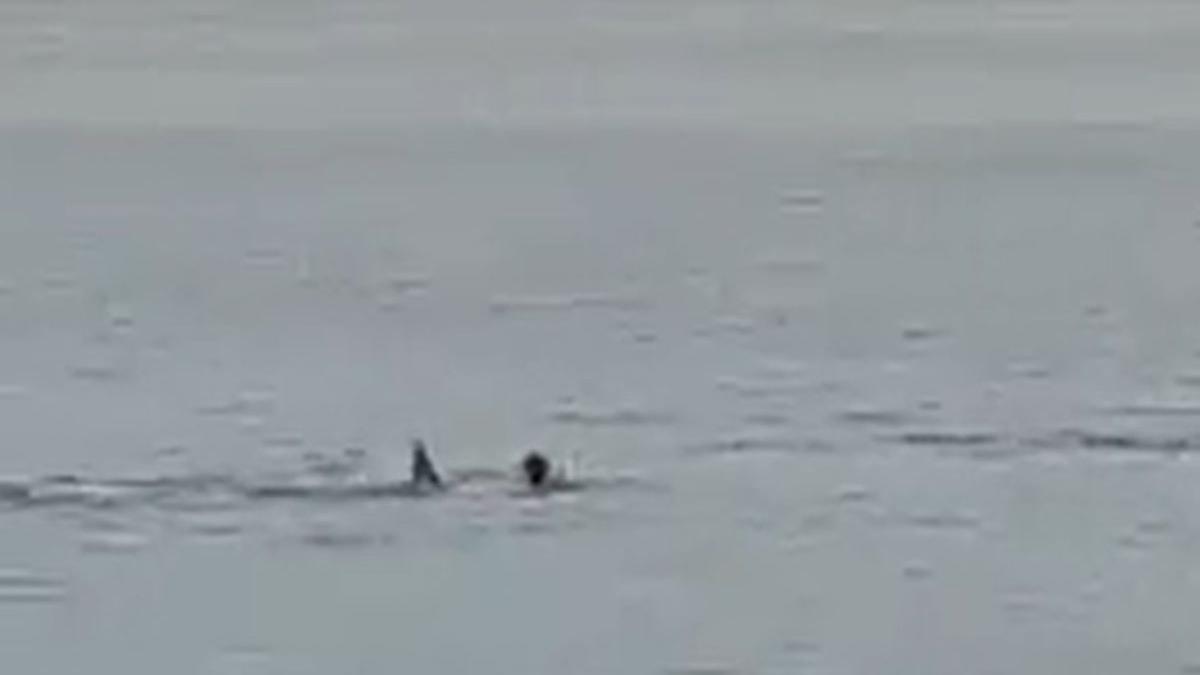 tanar rus ucis rechin statiune preferata romani hurghada filmat