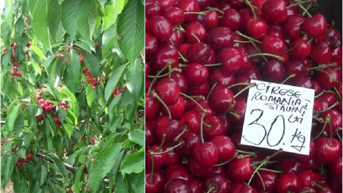 romania producatori cirese uniunea europeana