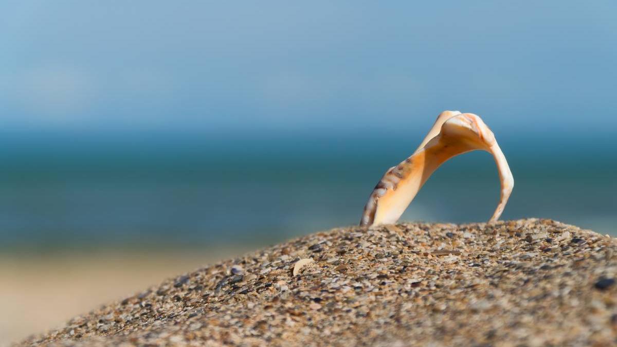 barbat mort scotea rapane scoici costinesti