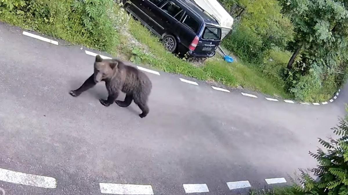 ursi terorizeaza comuna telega prahova doua saptamani oameni frica case