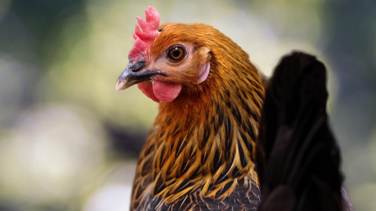 descoperire inedita facuta de un barbat in timp ce urmarea o gaina in curte in turcia