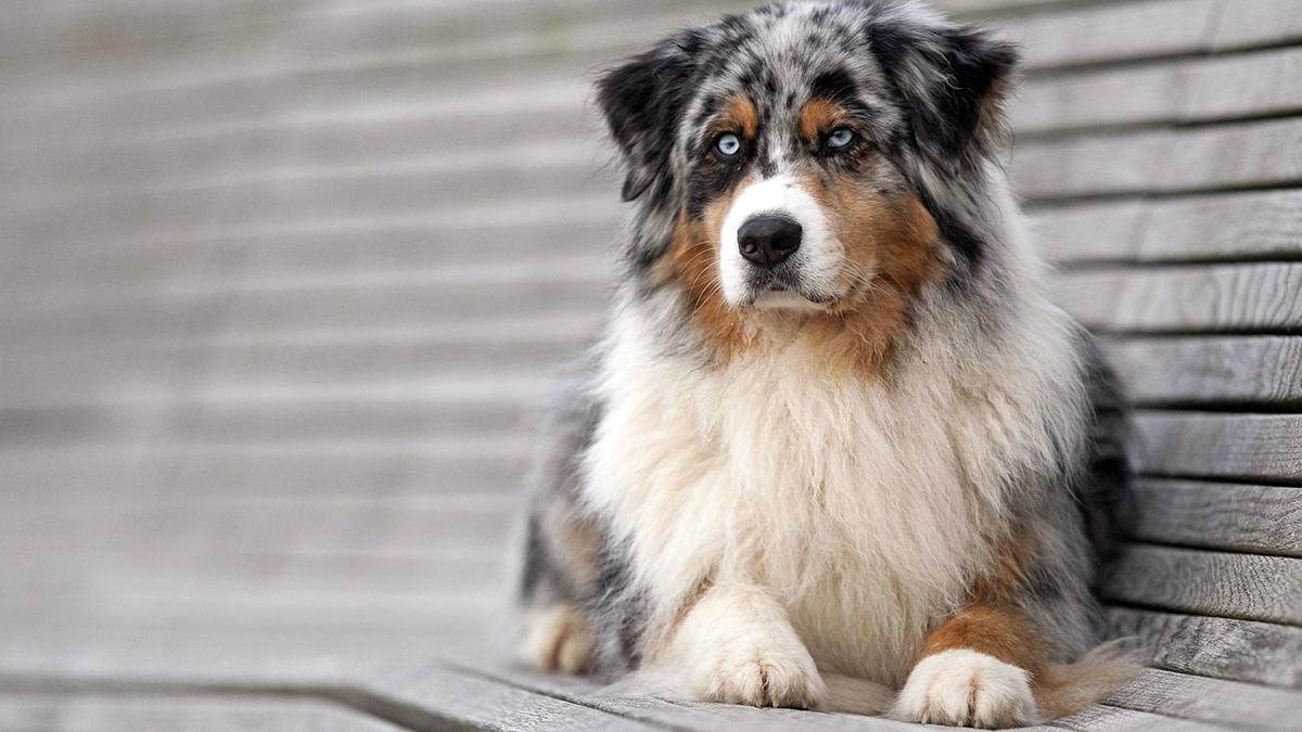 inchisoare barbat sibiu tichindeal ucis caine