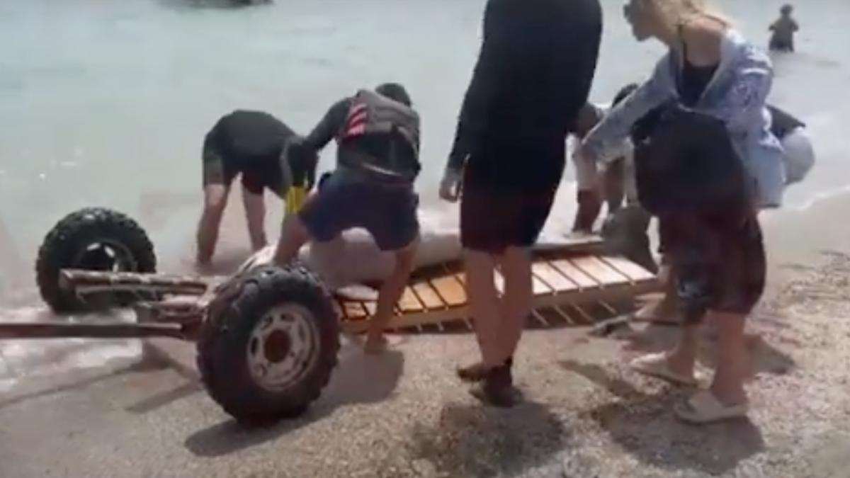 alerta litoral delfin mort adus valuri plaja mamaia