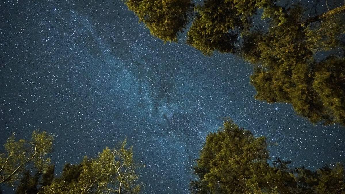 singure vietuitoare nu dorm traiesc romania