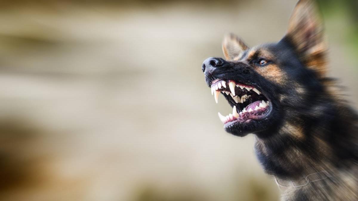 barbat muscat caine bala mehedinti