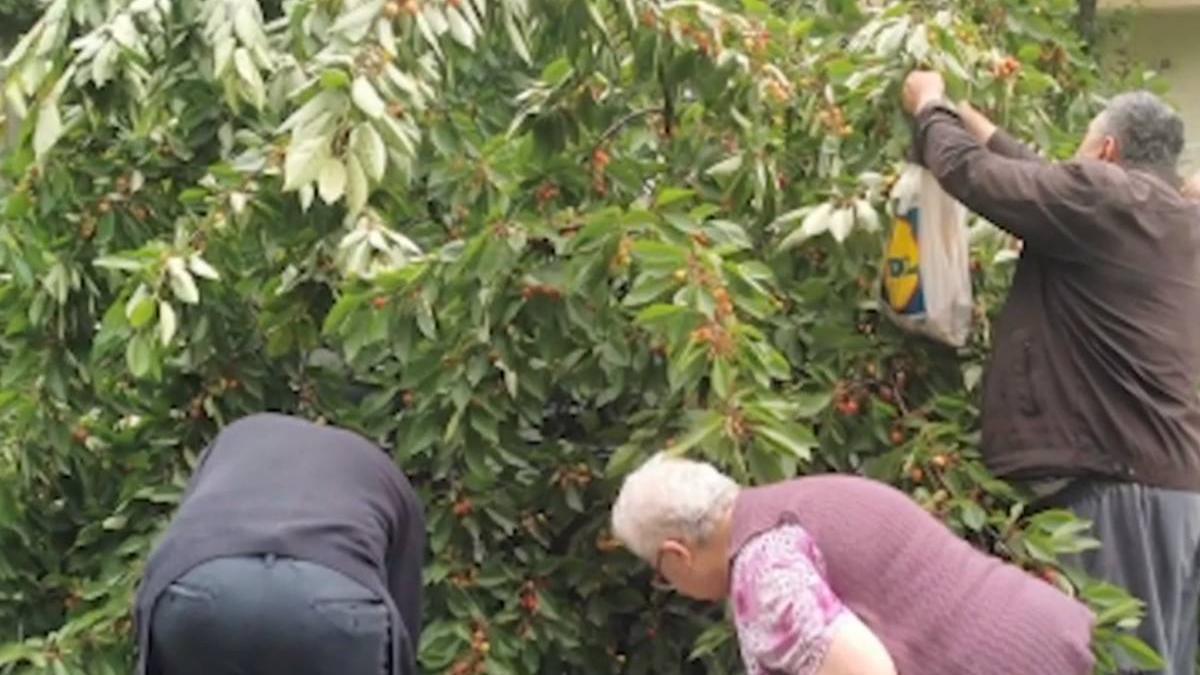 cluj locuitori cules cirese pom cazut peste masina