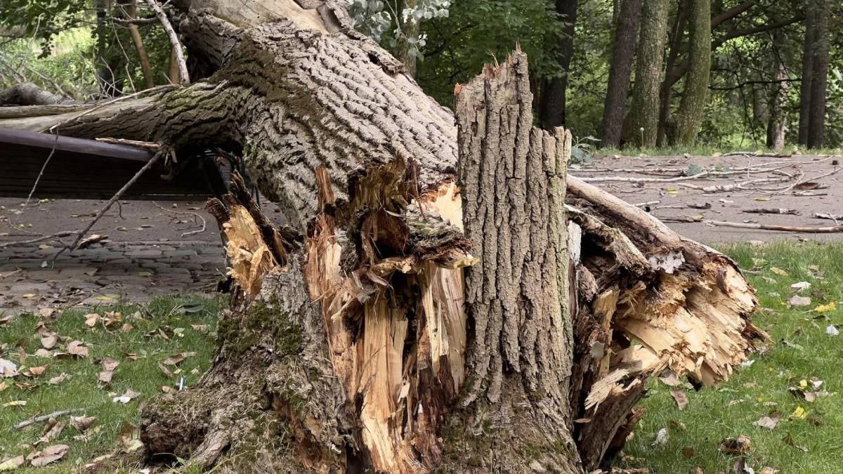 copac cazut femeie 82 ani parc ior bucuresti