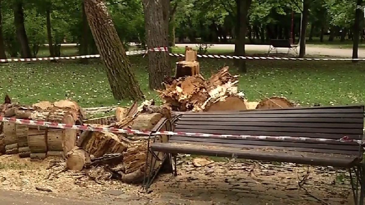 femeie 82 ani strivita de copac capitala cod galben