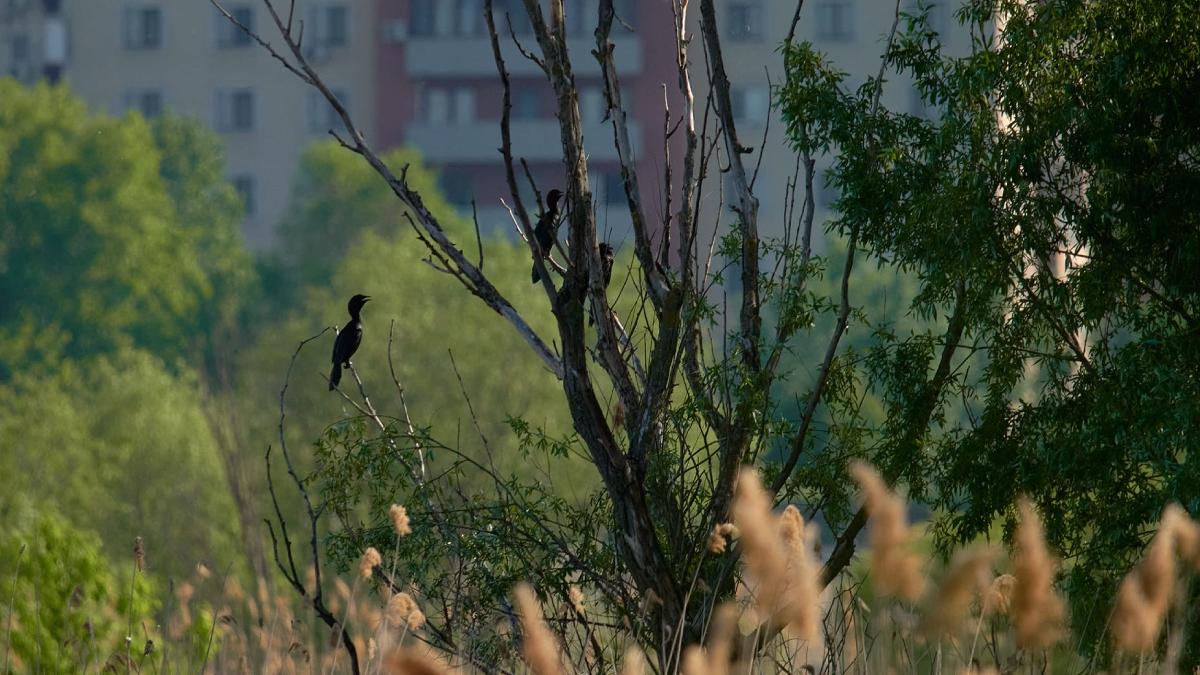 lege extinde perioada vanatoare cormoranul mare intoarsa parlament iohannis