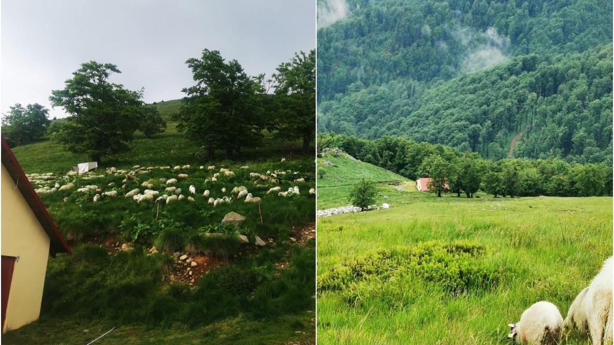 lupi ursi omorat zeci oi stana gorj oameni speriati vieri spart gard electric