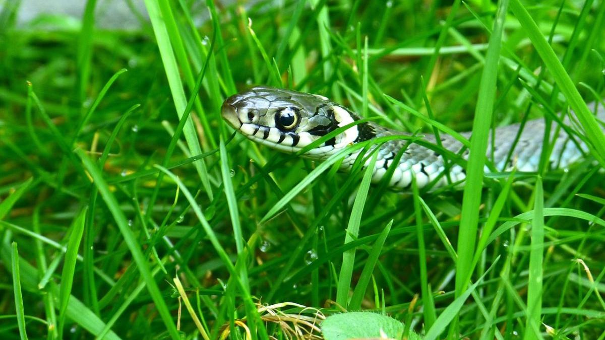 barbat scos plimbare 20 serpi revolta facebook parc scotia