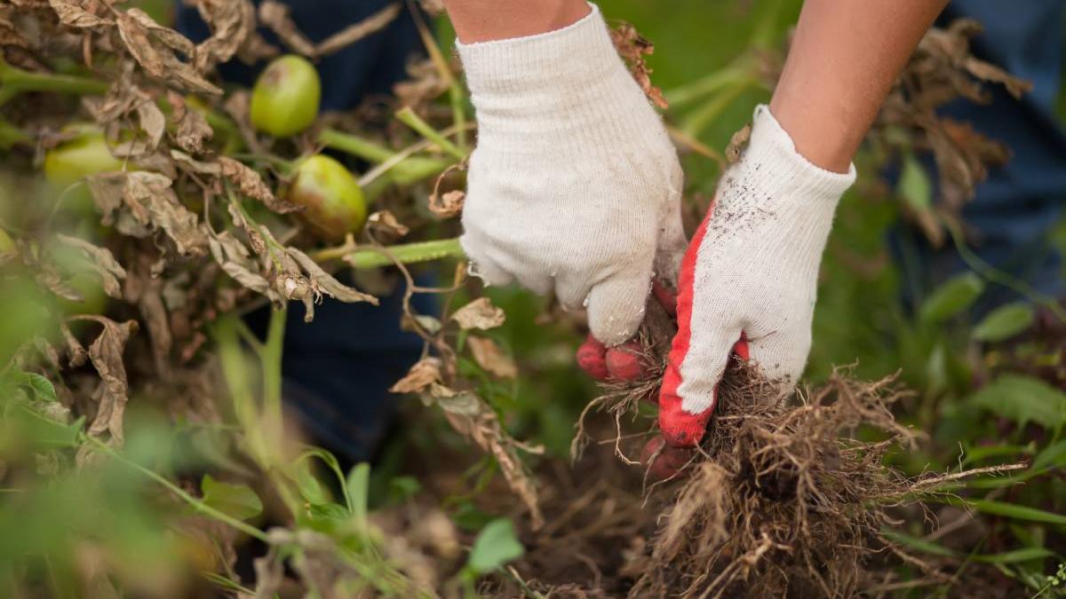 este numai mal nu se mai poate salva nimic solarii si terenuri agricole distruse din cauza vremii