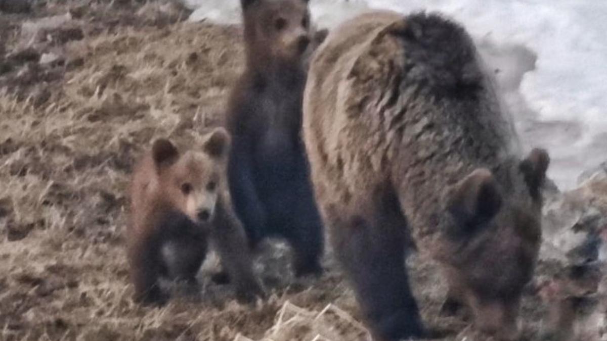 ursoaica alaturi de doi pui surprinsa la statia meteo vf omu