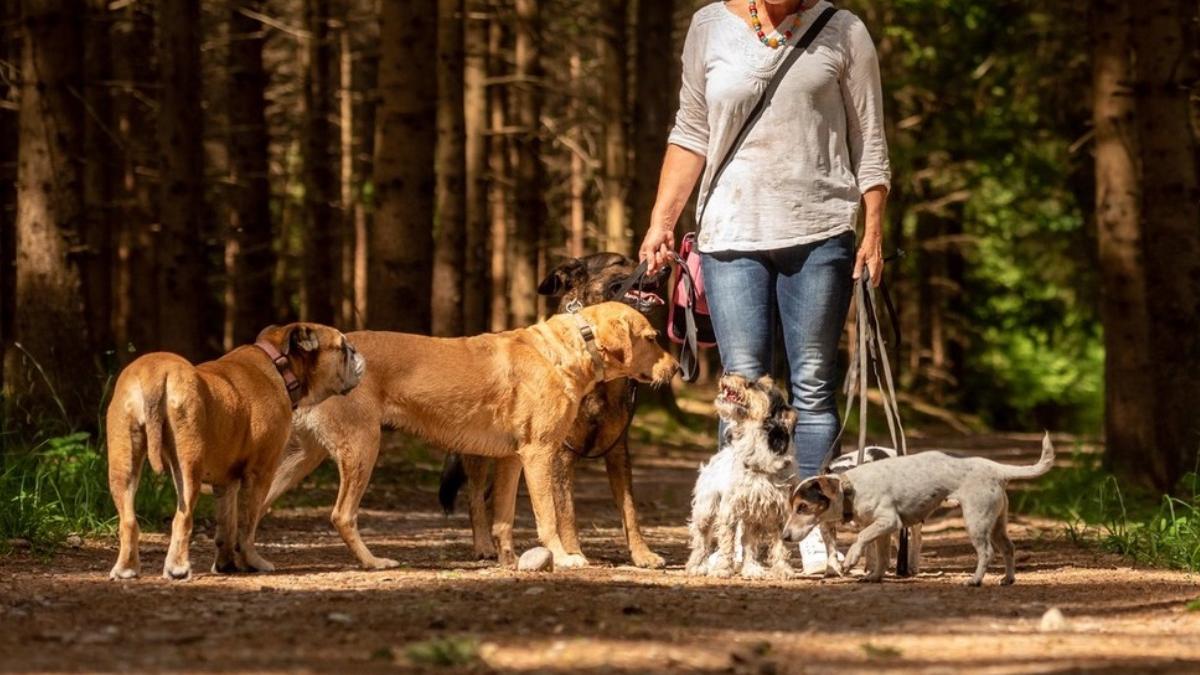 familie miliardari salariu sase cifre dadaca caine
