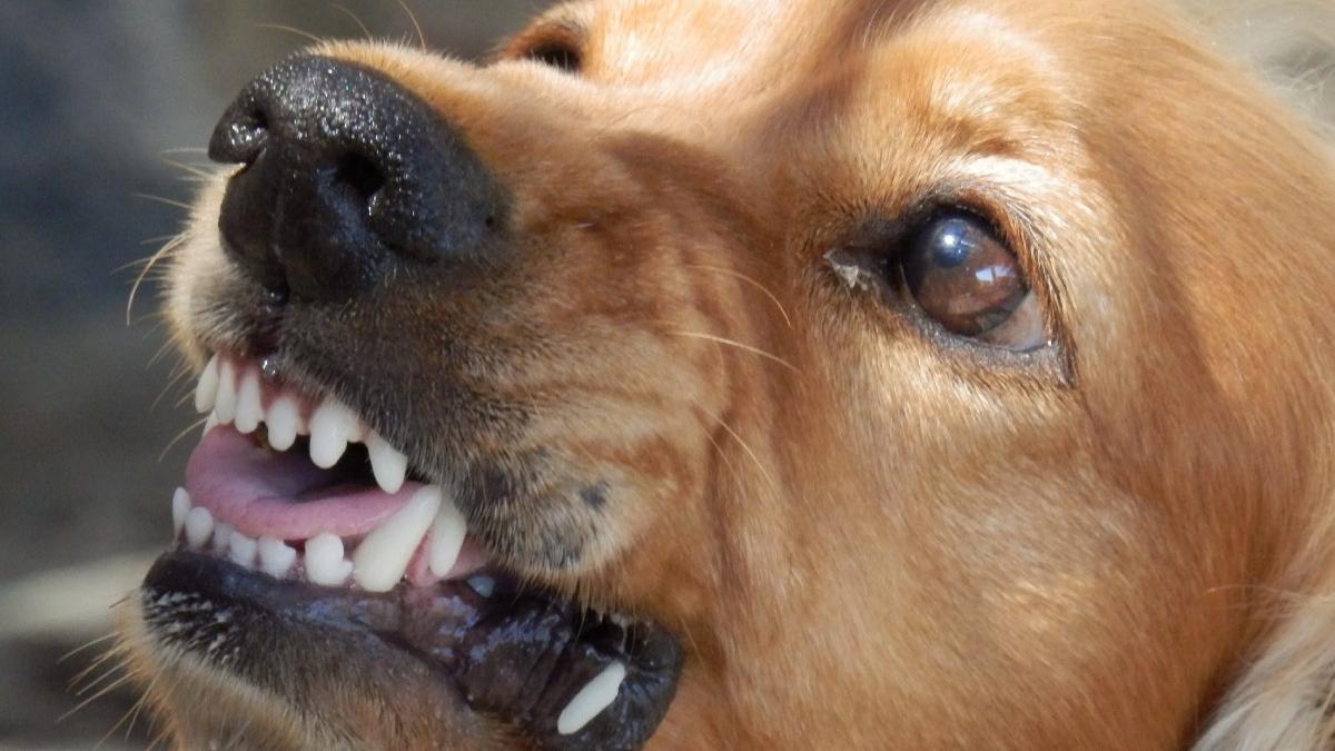 fetita sase ani muscata caine pitesti