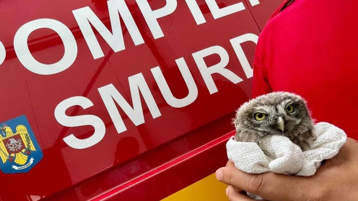 misiune inedita pompieri smurd salvat pui bufnita gheare pisici