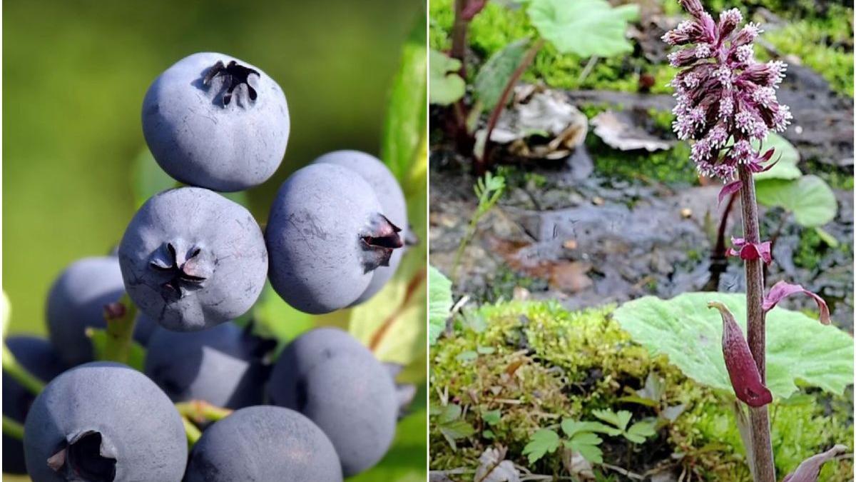 plante elimina metale grele organism