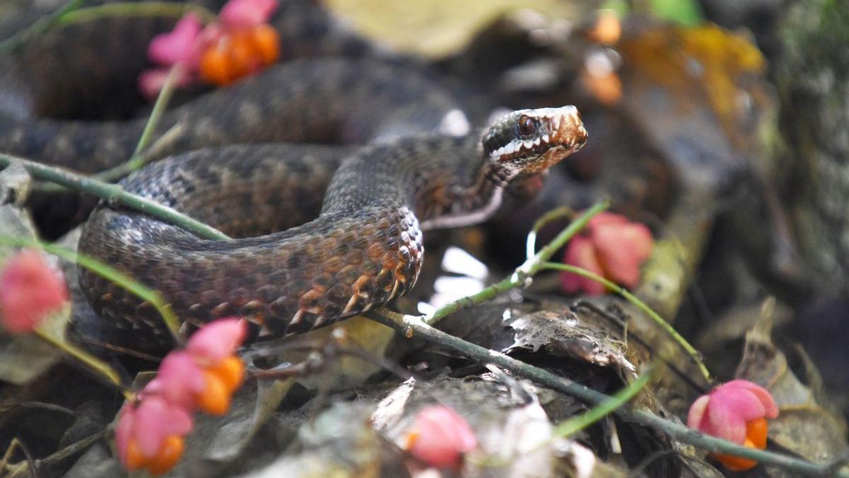 harta zone tara vipere