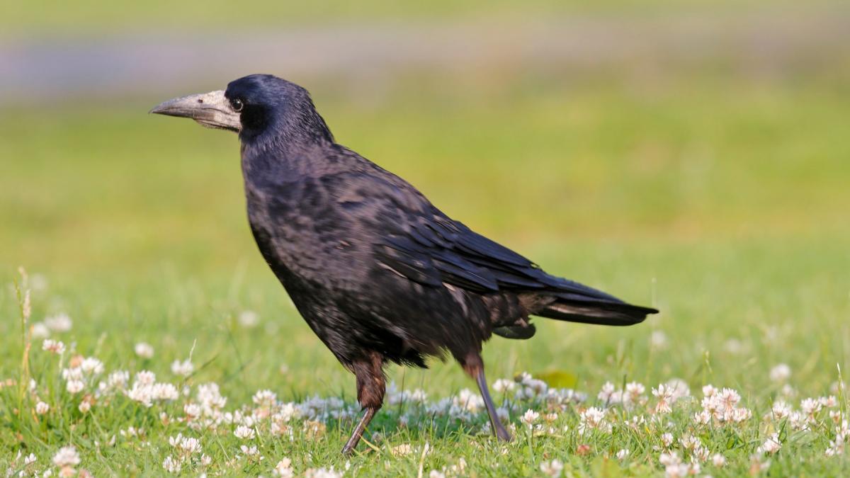 vanatoare cioara semanatura proiect parlament