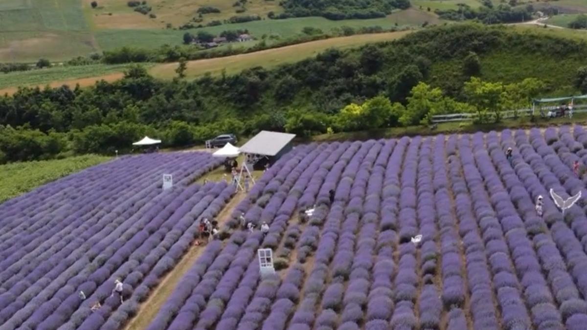imagini spectaculoase de la festivalul lavandei mures