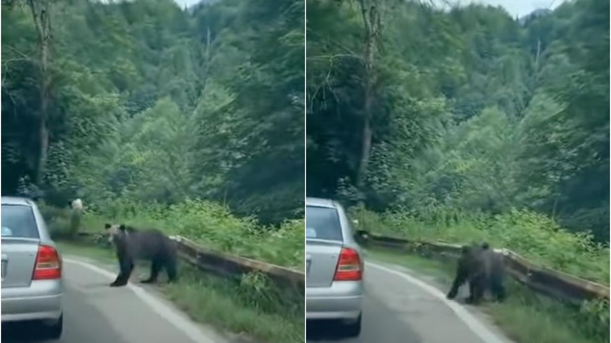 barbat arucat sticla urs transfagarasan imagini virale