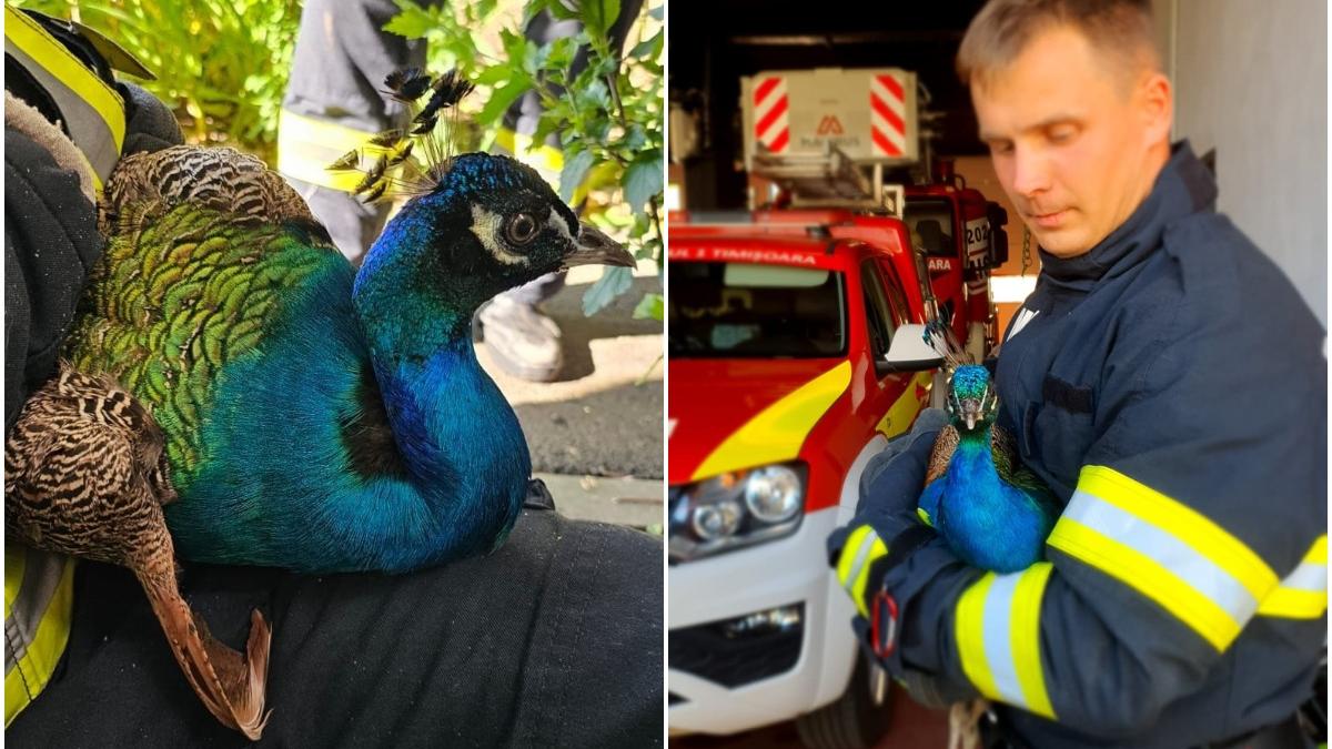 misiune speciala salvare paun tunel bloc pompieri timisoara