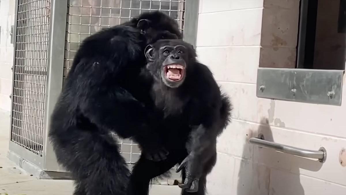 reactie cimpanzeu 29 ani laborator eliberat vede cerul