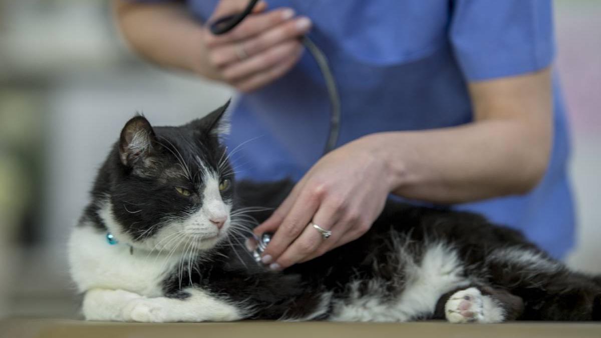 gripa aviara pisici polonia