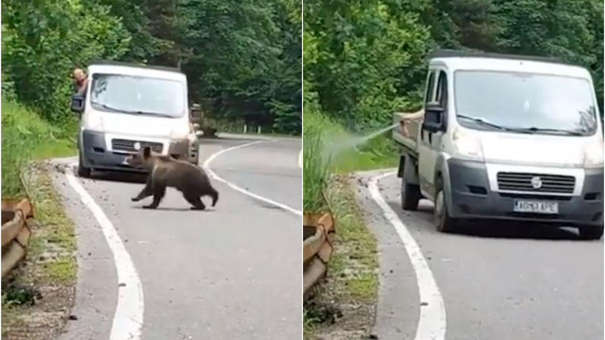 imagini revoltatoare spray pulverizat in botul unui urs pe transfagarasan