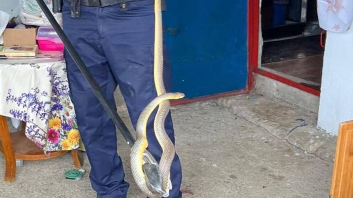 sarpe bucatarie vara orsova mehedinti