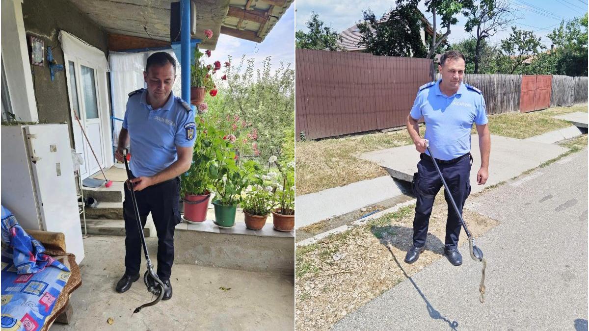 gospodarii invadate de serpi in mehedinti au intervenit jandarmii