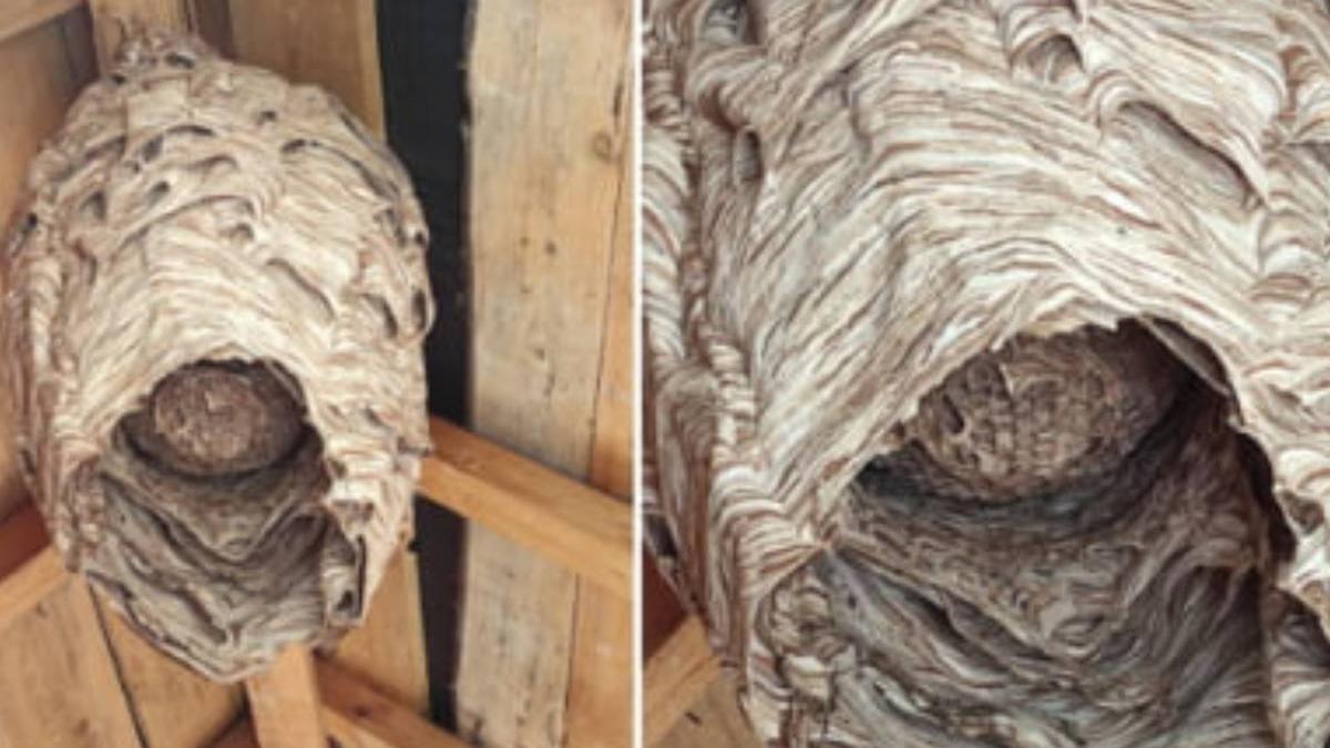 roman socat gasit cuib insecte gospodarie