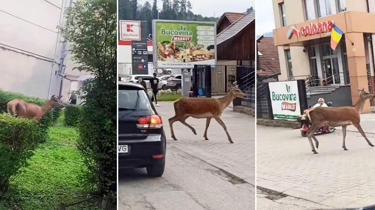 caprioara filmata vatra dornei plimbare parcare supermarket