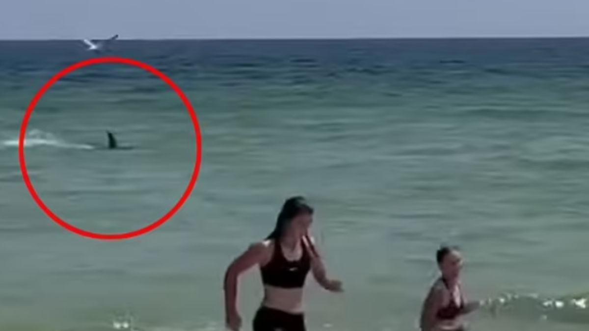 rechin plaja perdido key florida