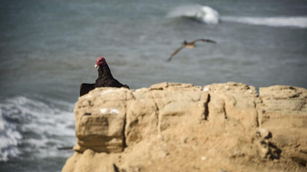 fenomen el nino romania florinela georgescu director anm